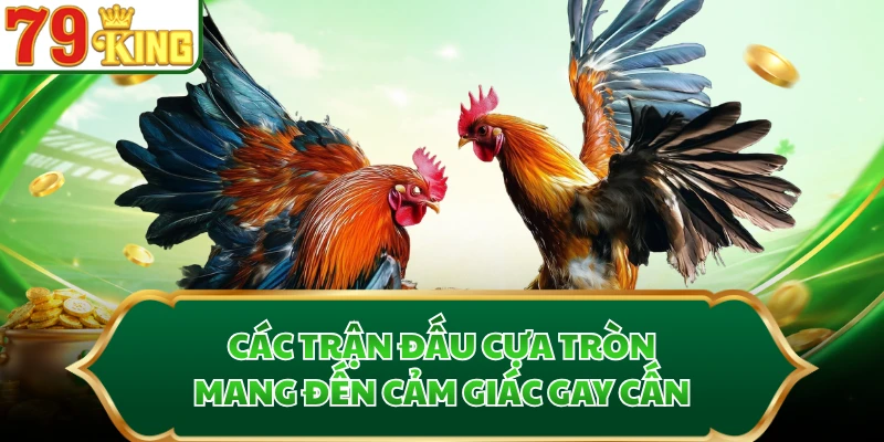 Các trận đấu cựa tròn mang đến cảm giác gay cấn